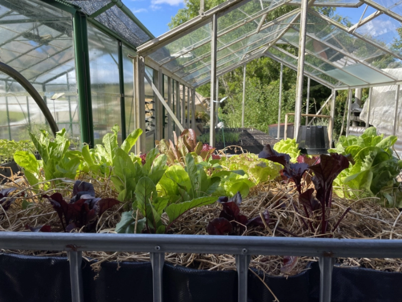 Salad Seedlings in IBCs