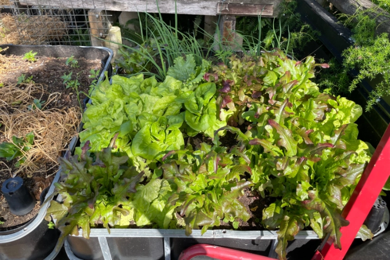 Salad Greens in IBC wicking beds