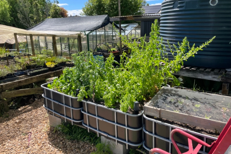 IBC Wicking Beds in the plant nursery