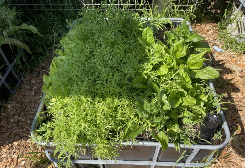 IBC Wicking beds produce quality food