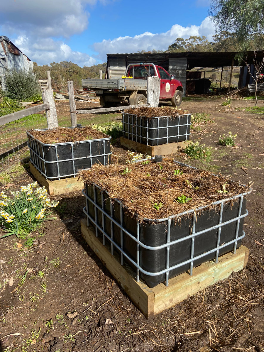 Multiple vegetable wicking beds at Maldon in Victoria, Australia