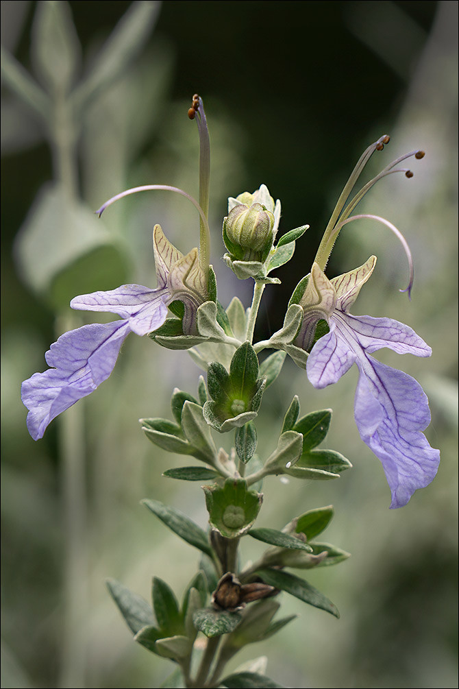 Bush Germander