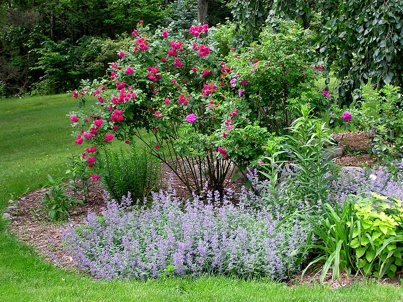 Catmint