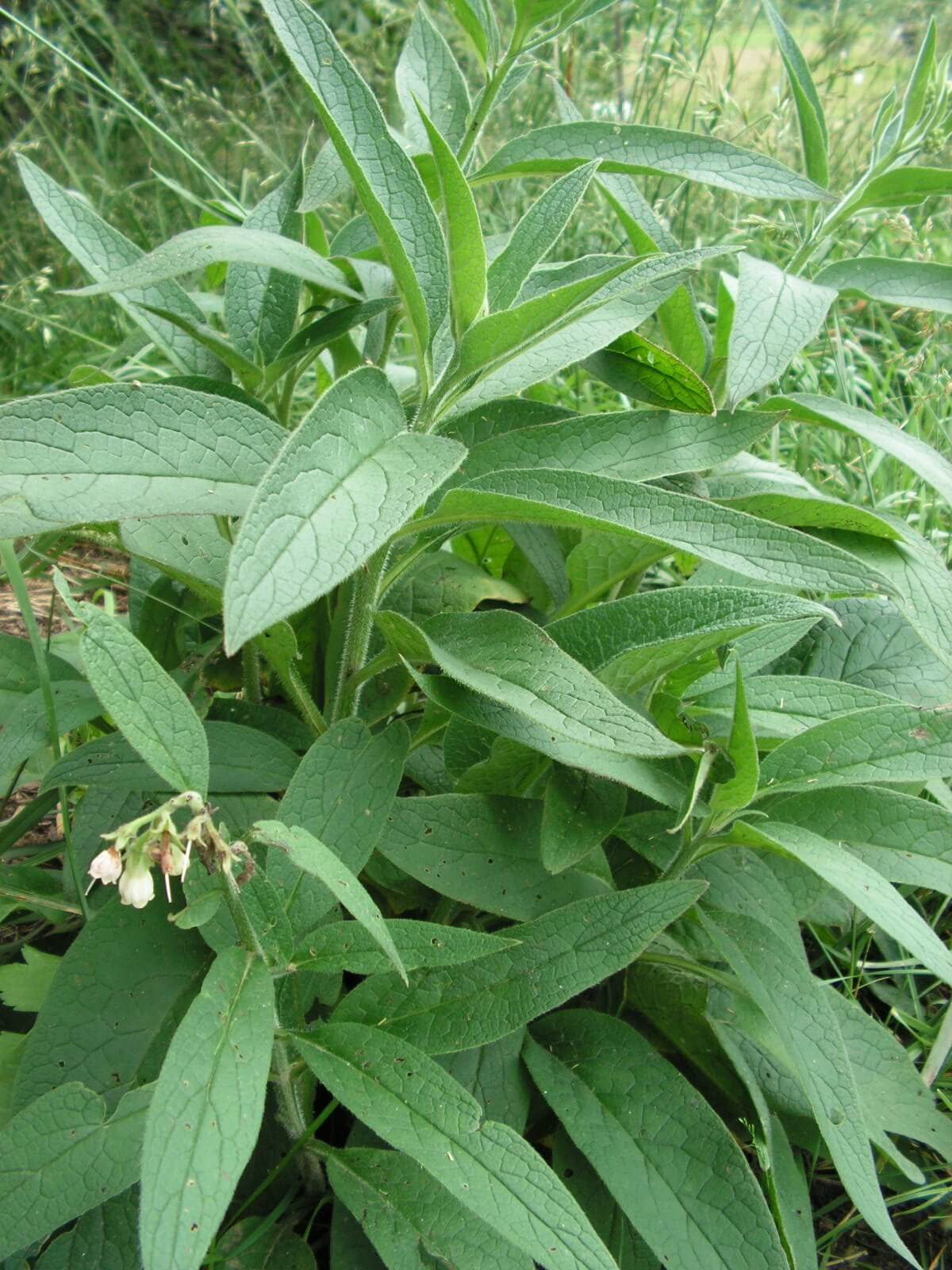 Comfrey