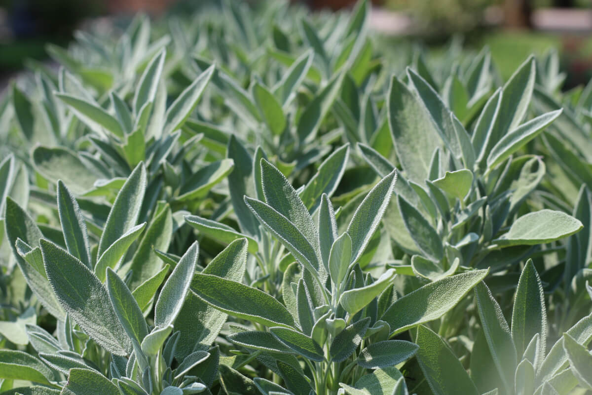 Common Sage