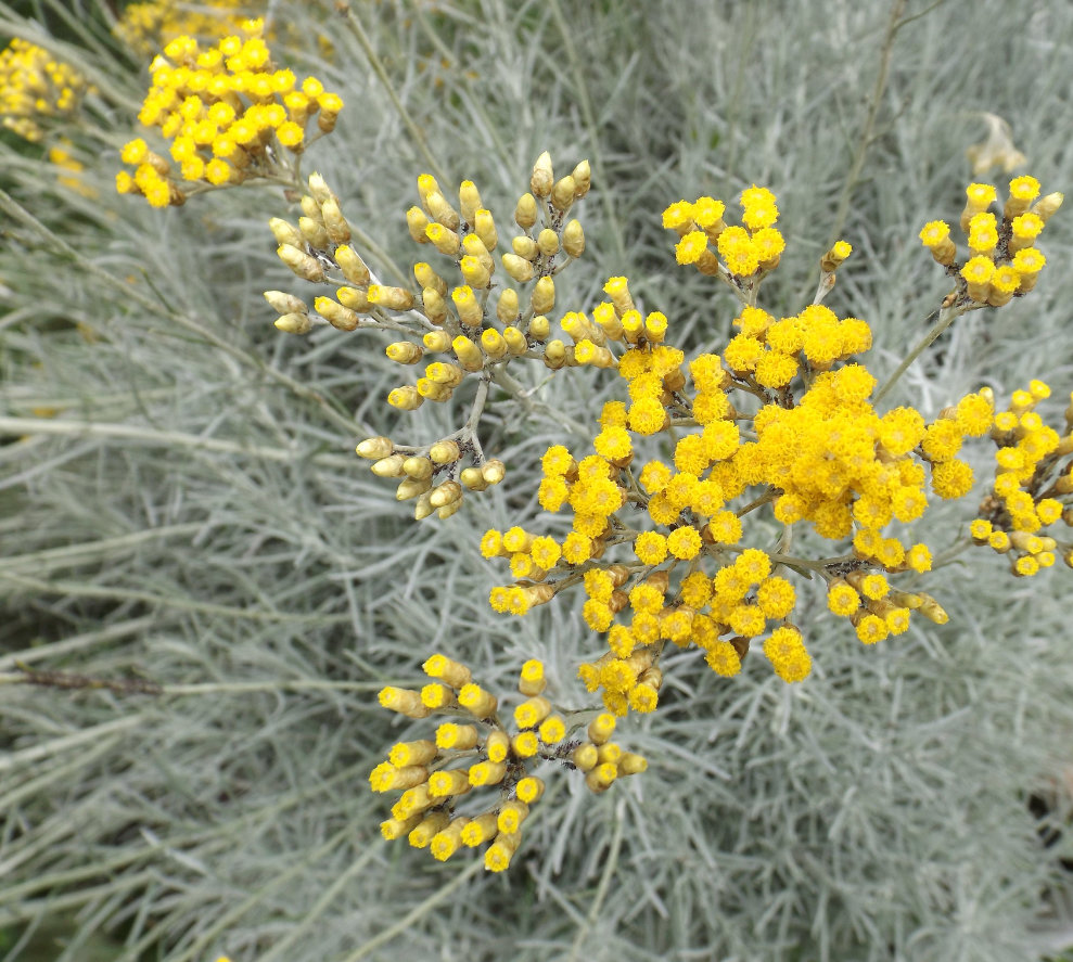 Curry Plant