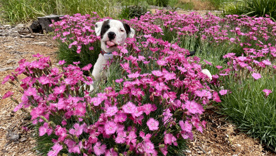 Dianthus
