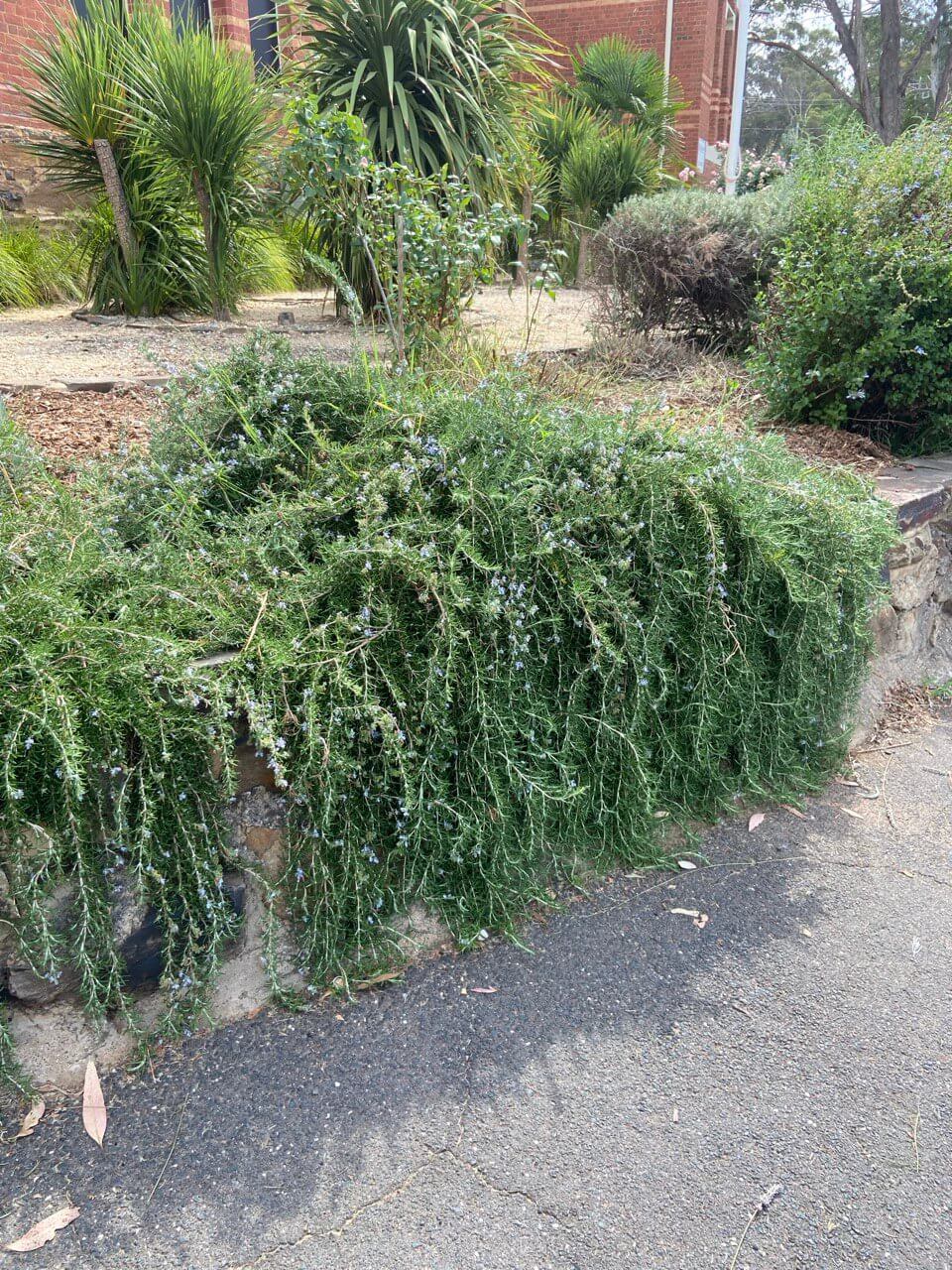 Prostrate Rosemary falling over wall Thumbnail