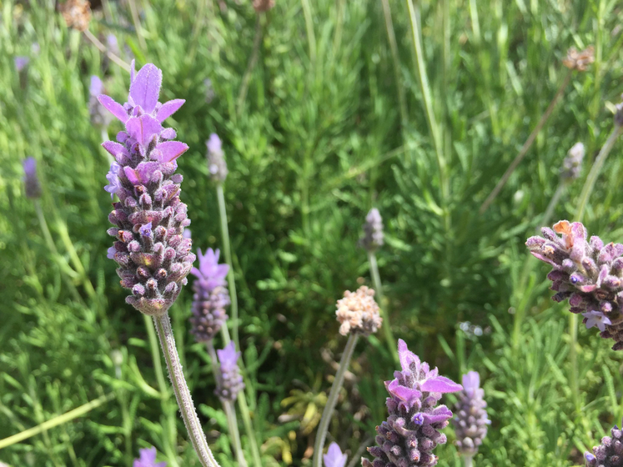 French Lavender