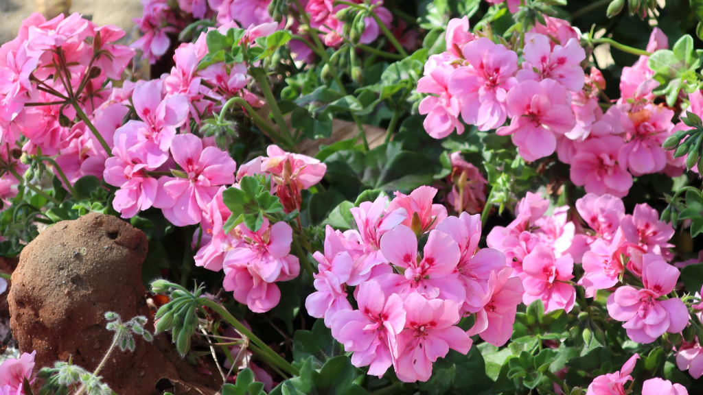 Scented Geranium