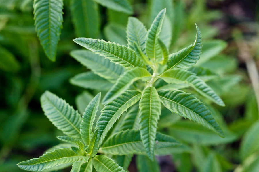 Lemon Verbena