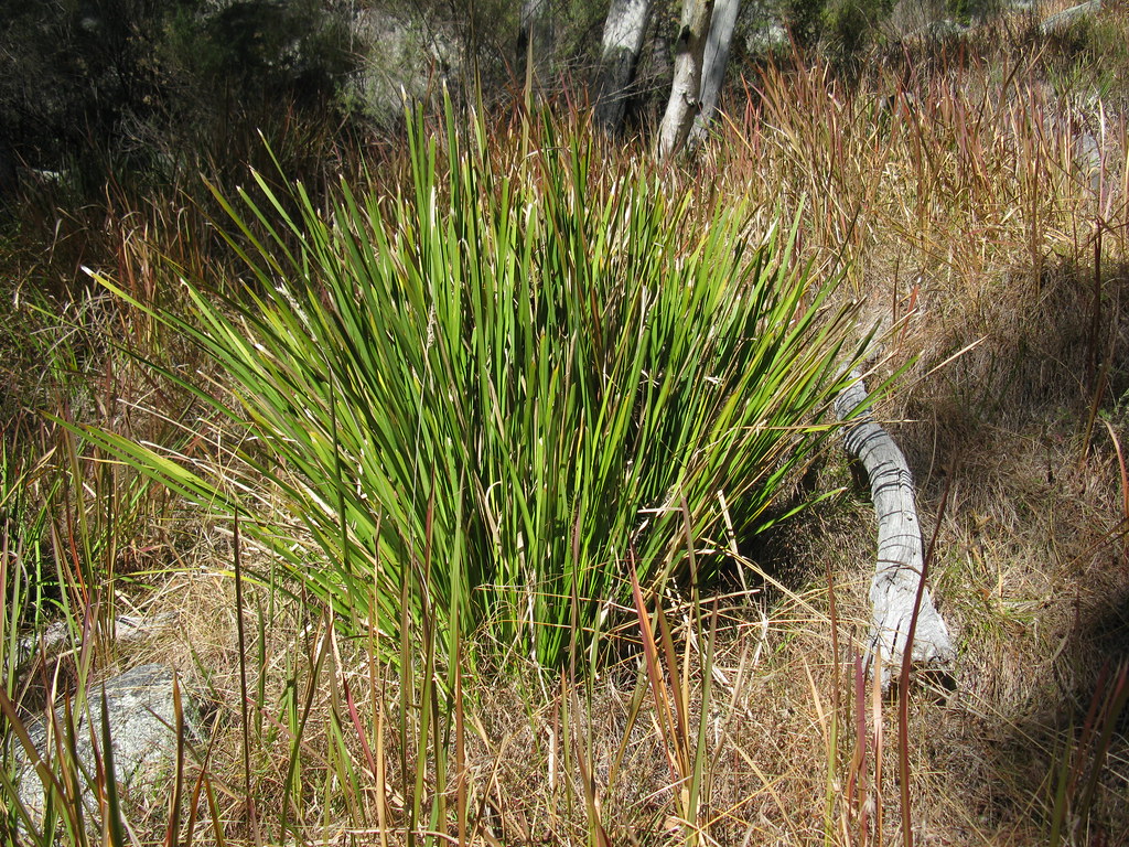 Lomandra