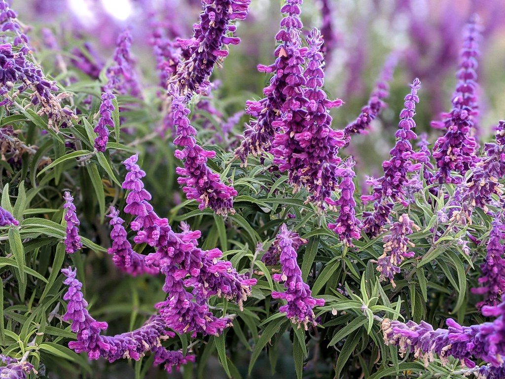 Mexican Sage