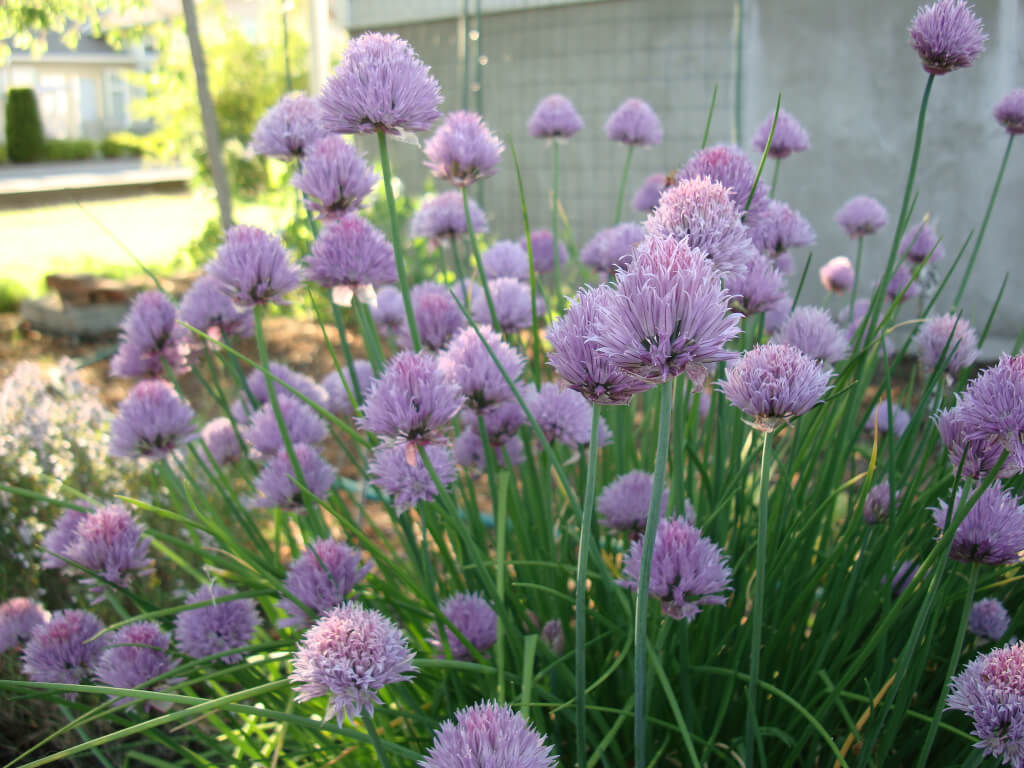 Onion Chives