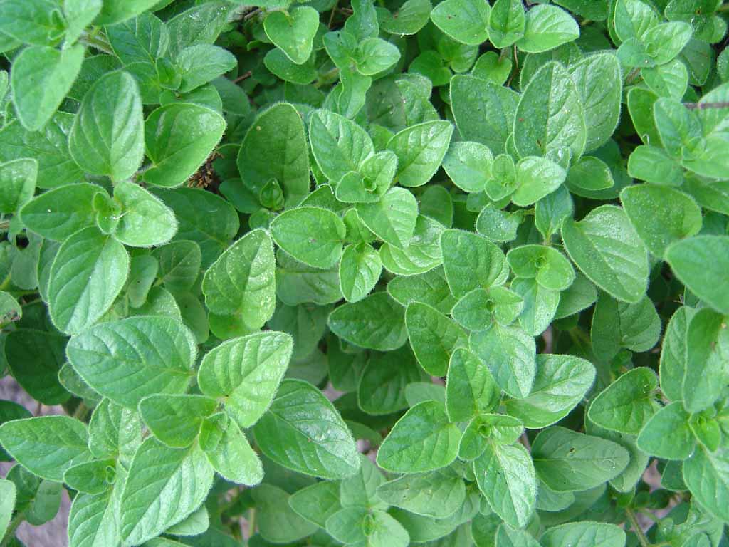 Oregano
