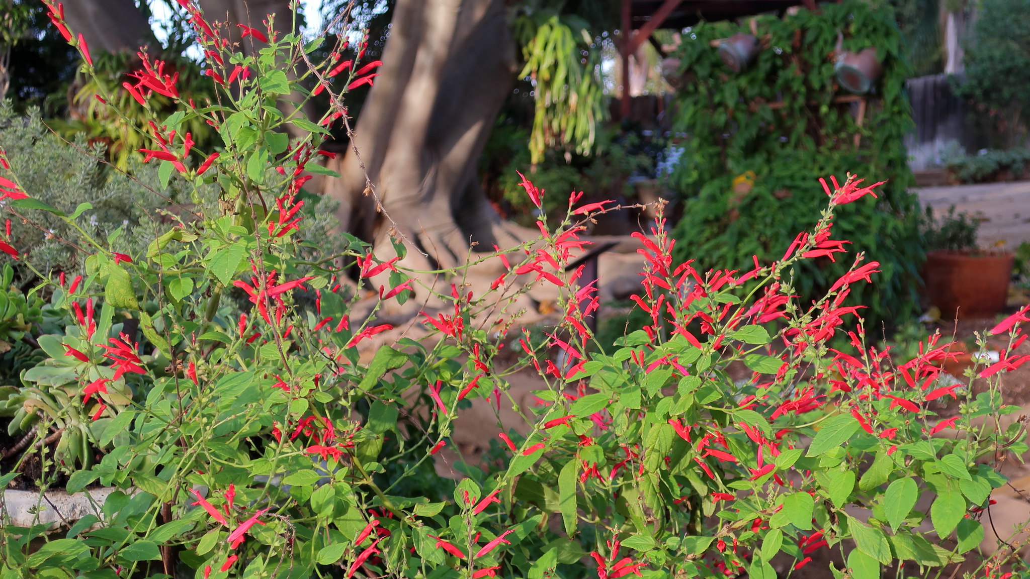 Pineapple Sage