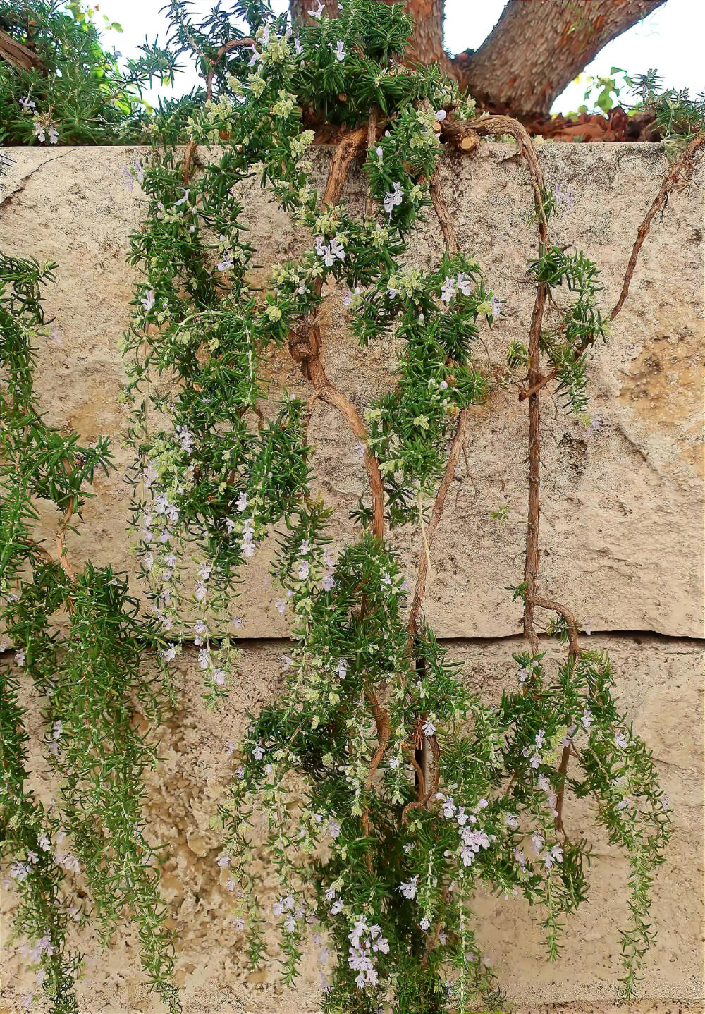 Prostrate Rosemary