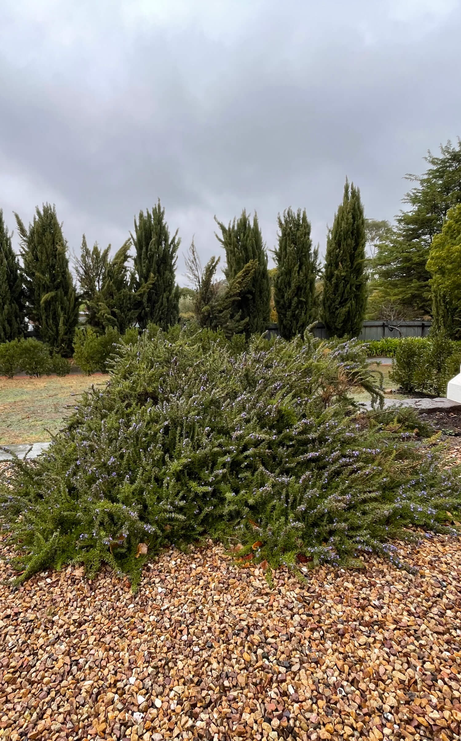 Prostrate Rosemary in gravel Thumbnail