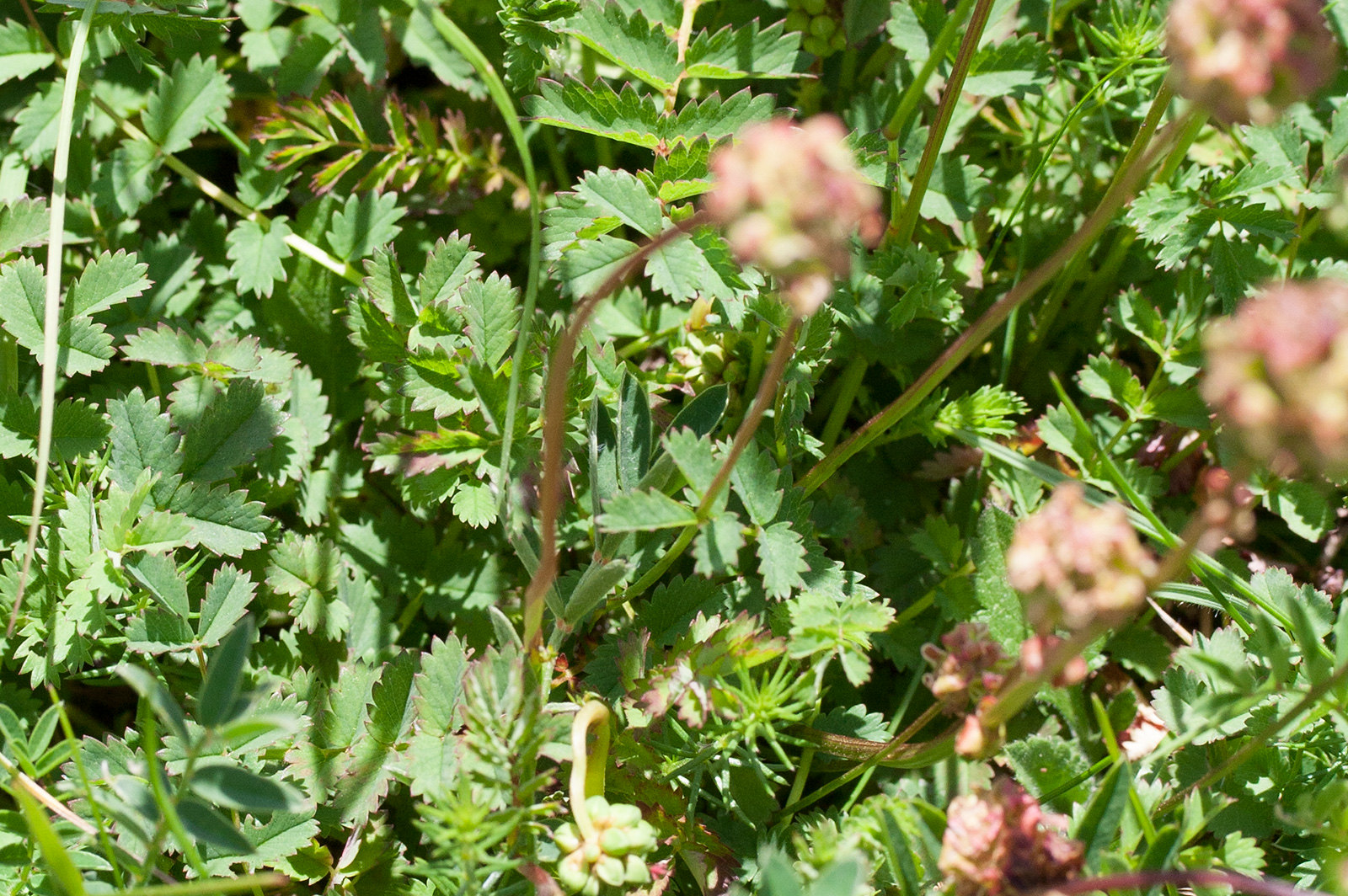 Salad Burnet