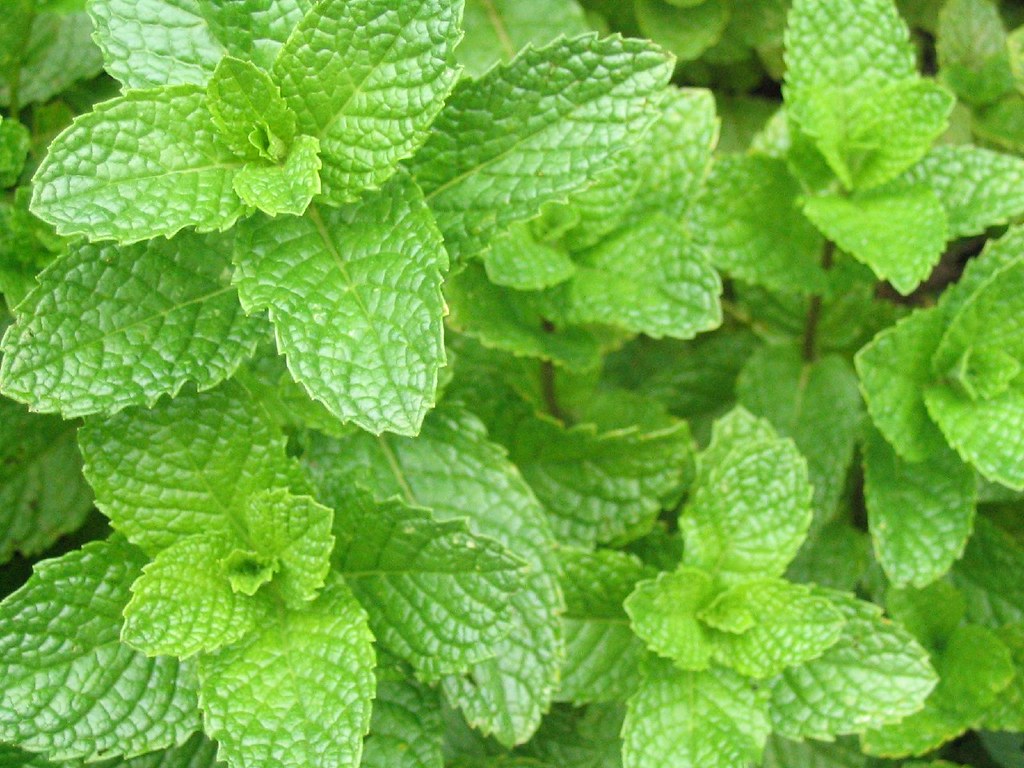 Spearmint