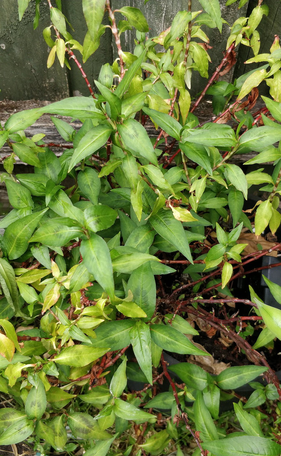 Vietnamese Mint