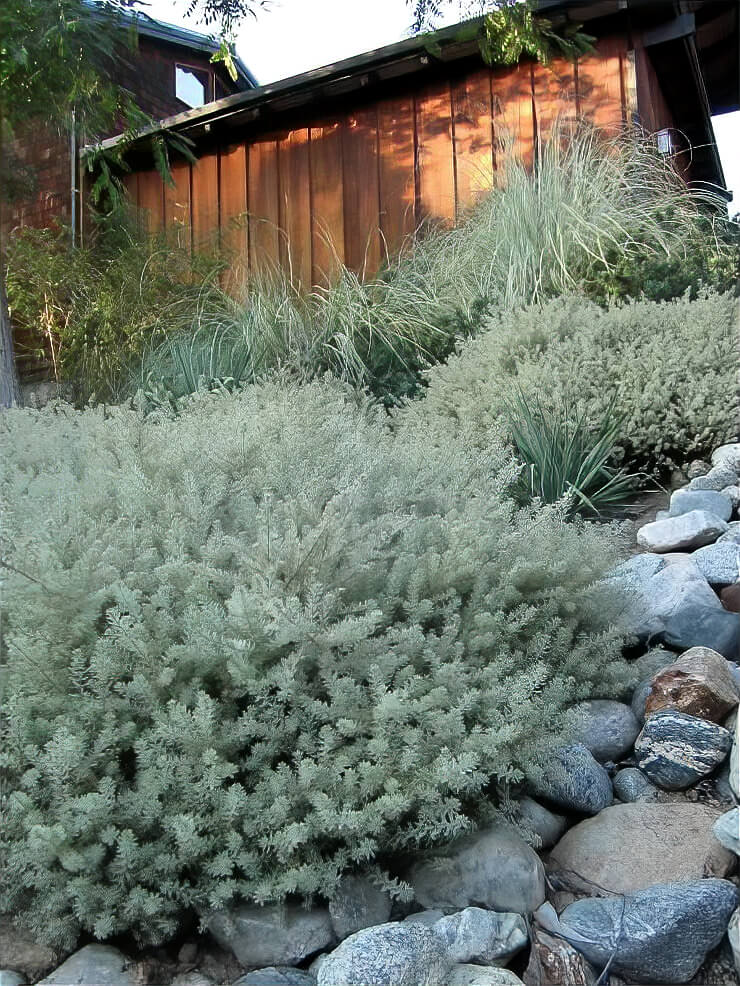 Westringia or Coastal Rosemary