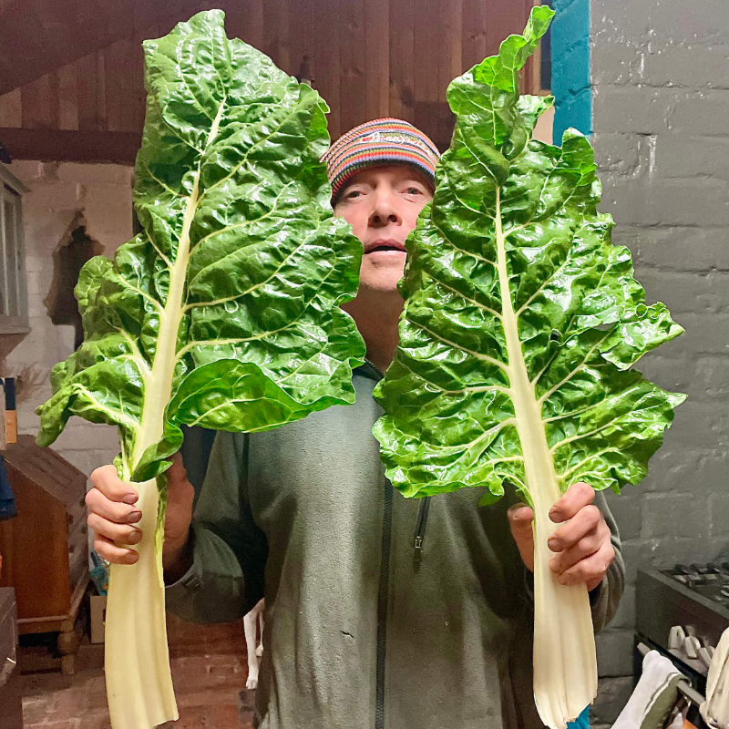 Wicking Bed Silverbeet