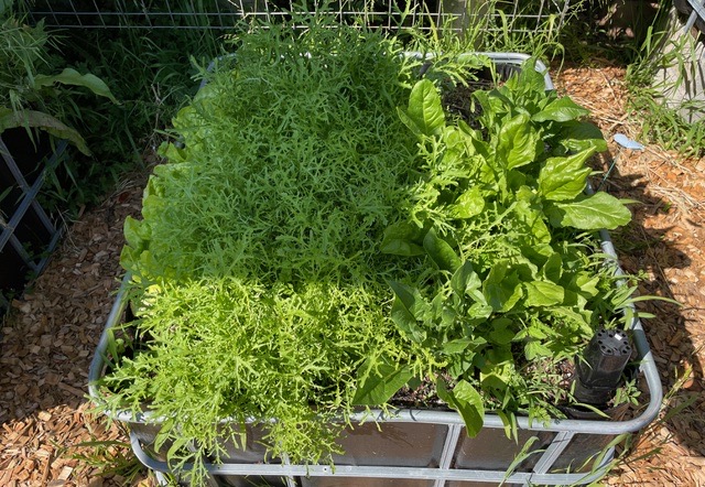 IBC wicking bed vegetable seedlings looking great
