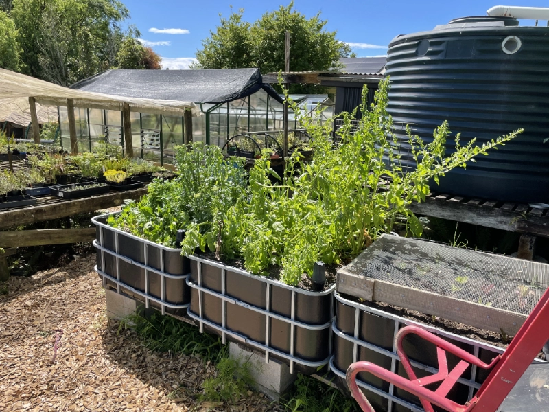 IBC vegetable wicking beds in our nursery