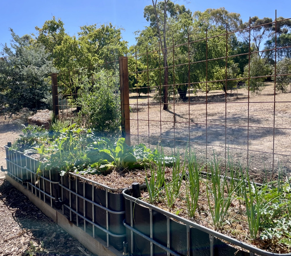 IBC wicking beds with rebar climbing frame