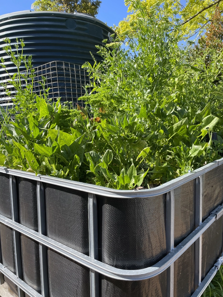 Farmer Phil IBC vegetable wicking beds are highly productive