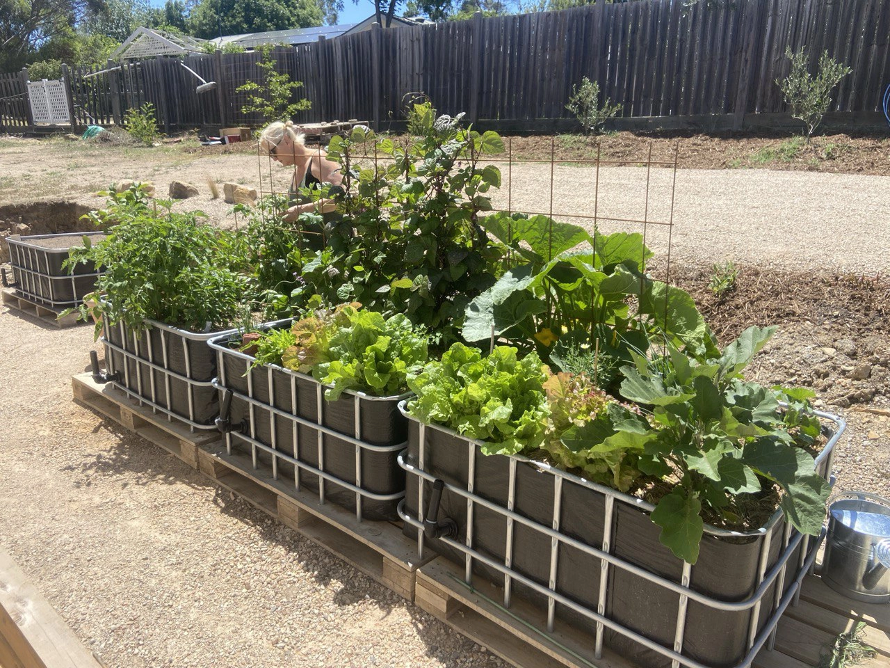 IBC vegetable wicking beds in hot and dry Castlemaine