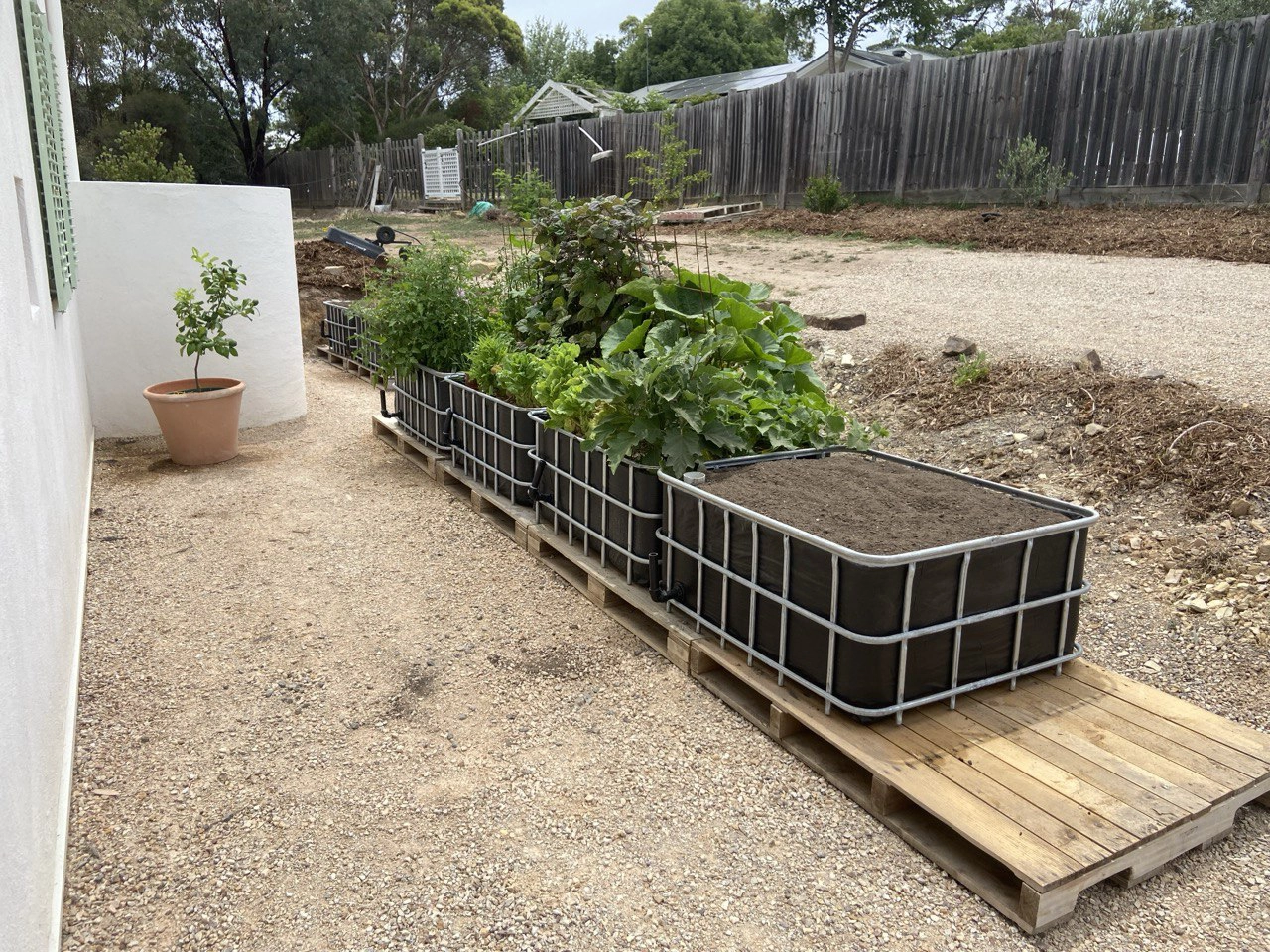 Our customer's IBC wicking beds looking great and highly productive
