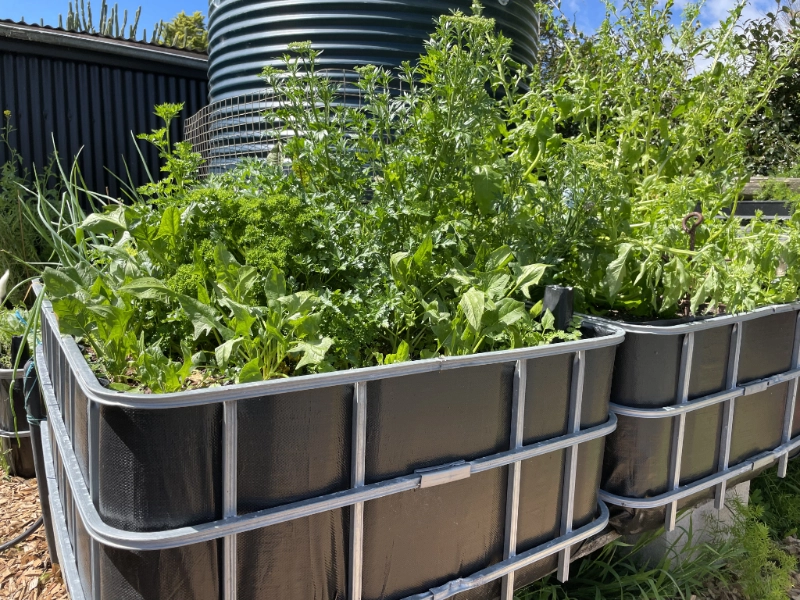 Wicking beds produce quality food
