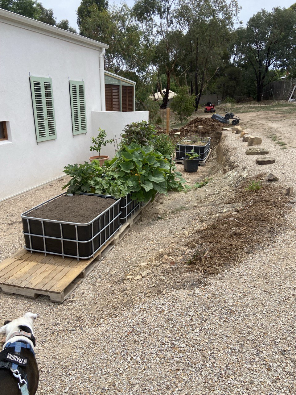 IBC vegetable wicking beds on pallets